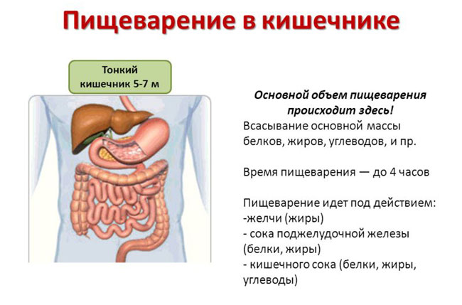 пищеварение в кишечнике